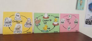 clarion house chicken lifecycle