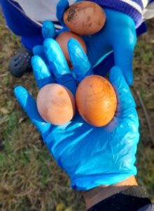 clarion house egg collection