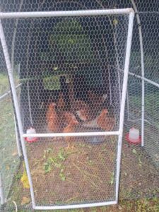 clarion house chicken coop