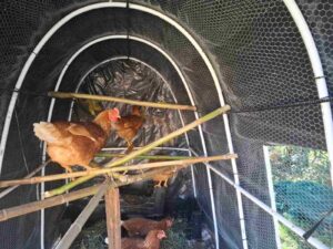 clarion house chickens